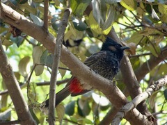 Pycnonotus cafer