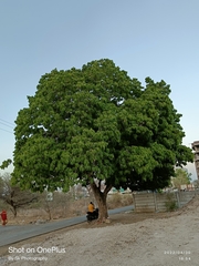 Sapindus mukorossi