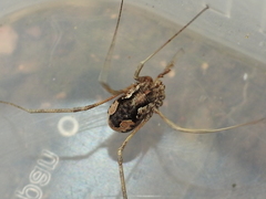 Dasylobus