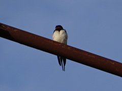 Hirundo rustica