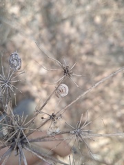 Tordylieae