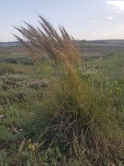 Macrochloa tenacissima