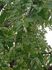 Magnoliopsida