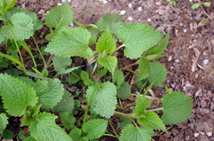Lamium album