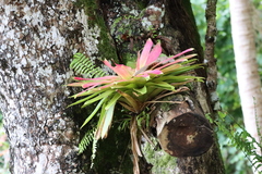 Guzmania sanguinea image