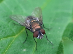 Brachycera