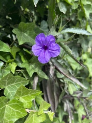 Ruellia simplex