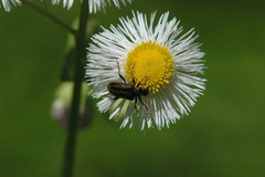 Brachysomida bivittata