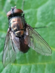 Brachycera