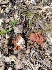 Gyromitra fastigiata