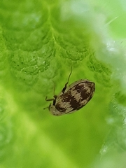 Coleoptera