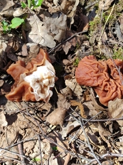 Gyromitra fastigiata