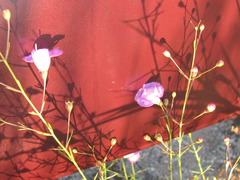 Agalinis edwardsiana