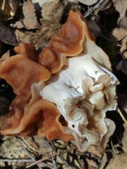 Gyromitra fastigiata