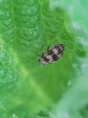Coleoptera