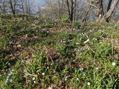 Anemonoides apennina