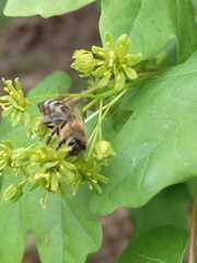 Apis mellifera