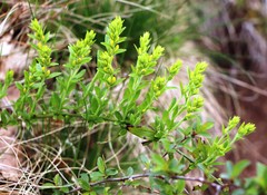 Genista germanica