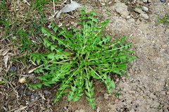 Taraxacum officinale