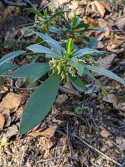 Daphne laureola