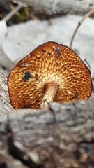 Polyporaceae