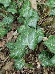 Hedera helix