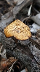 Polyporaceae