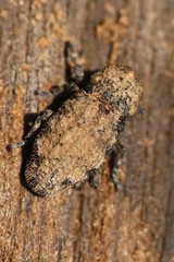 Thecesternus hirsutus