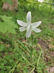 Ornithogalum nutans