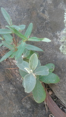 Brachylaena discolor