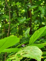 Cactophagus sanguinolentus