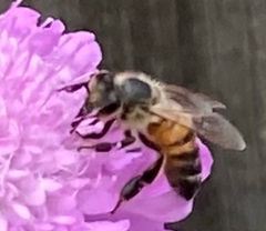 Apis mellifera