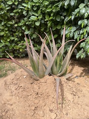 Aloe vera