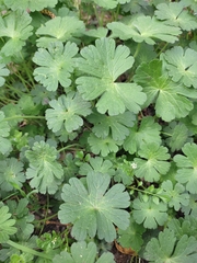 Geranium molle