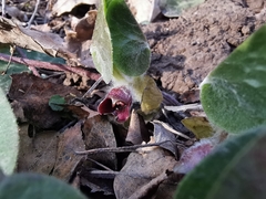 Asarum europaeum