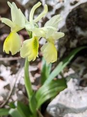 Orchis pauciflora