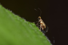 Micropterix tunbergella
