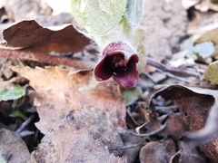 Asarum europaeum