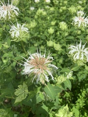 Monarda lindheimeri