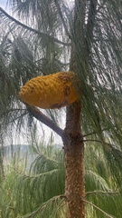 Cronartium conigenum