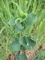 Symphoricarpos albus