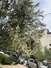 Olea europaea