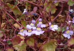 Cymbalaria muralis