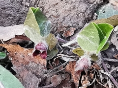 Asarum europaeum