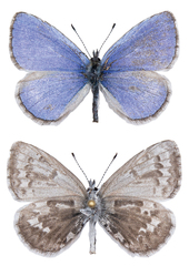 Celastrina asheri