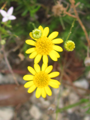 Parralena