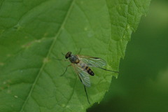 Rhagio