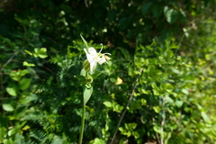 Silene latifolia