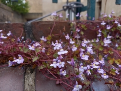 Cymbalaria muralis