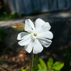 Silene latifolia